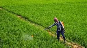 कीटनाशकों में एमआरएल अनुपालन की जिम्मेदारी पर कानूनी स्पष्टता की आवश्यकता: सीसीएफआई