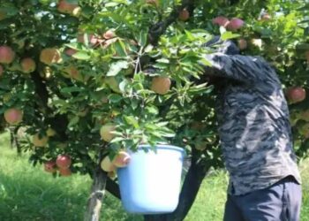 ई-नाम से कश्मीर के सेब-नाशपाती का पहला ट्रक पुणे पहुँचा, डिजिटल कृषि व्यापार में नया अध्याय