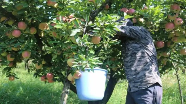 ई-नाम से कश्मीर के सेब-नाशपाती का पहला ट्रक पुणे पहुँचा, डिजिटल कृषि व्यापार में नया अध्याय