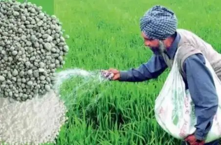 DAP जगह इन उत्पादों से भी होता है बढ़िया उत्पादन, कृषि वैज्ञानिक ने दी जानकारी!
