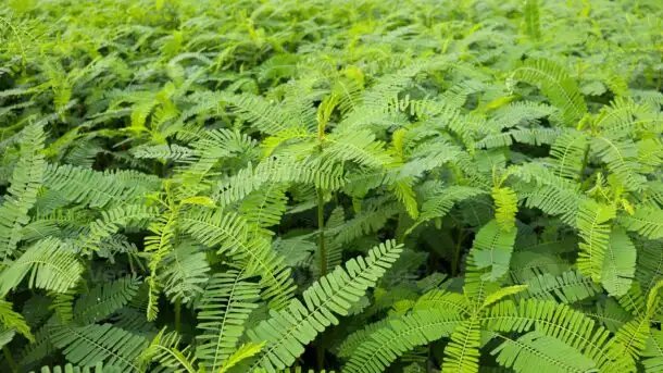 हरियाणा में ढैंचा की खेती को मिलेगा बढ़ावा, किसानों को मिलेंगे 1000 रुपए प्रति एकड़