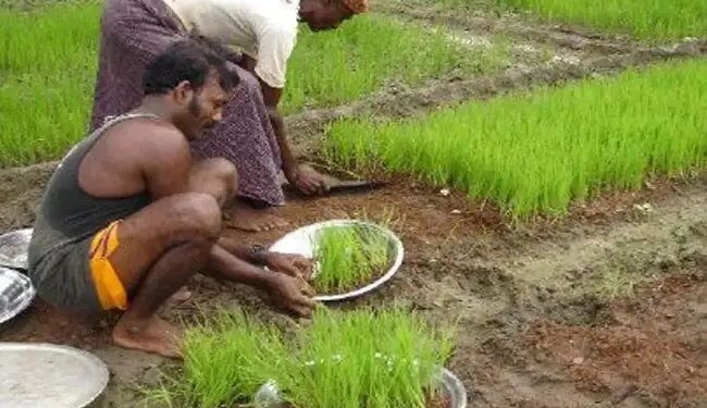 धान की खेती करने वाले किसानों को सरकार दे रही 4000 रुपये की मदद, जल्द करें आवेदन