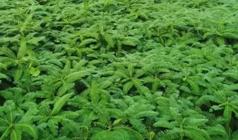 किसानों को मिलेगा ढैंचा का बीज, इस जिले में शुरु हुई स्कीम!