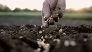 ग्रीष्मकालीन बुआई में पिछले वर्ष की तुलना में 6.5 लाख हेक्टेयर की वृद्धि