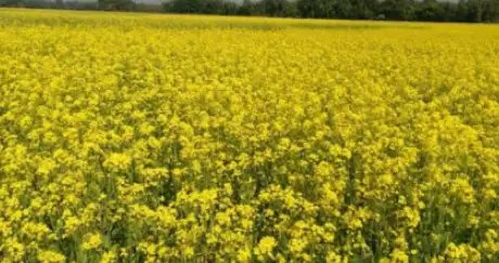राजस्थान में किसानों ने सरसों को लेकर शुरु किया आंदोलन, मंडी में नहीं आए नजर, जानें क्या है वजह?
