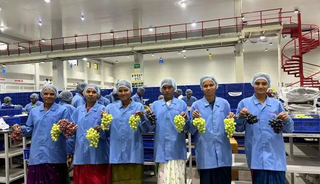 महिंद्रा ने भारतीय टेबल अंगूर निर्यात में अग्रणी होने के 20 वर्ष पूरे किए