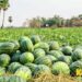 गर्मी के मौसम के किसान ऐसे करें तरबूज की खेती, जानें किन बातों का रखें ख्याल