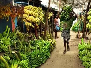 20 कृषि उत्पादों के बीच केला, आम के निर्यात की कार्ययोजना पर काम चल रहा है