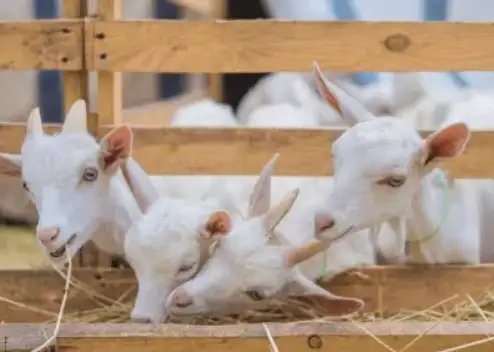 भेड़-बकरियों को खतरनाक बीमारियों से बचाने के लिए सरकार ने बनाया प्लान!