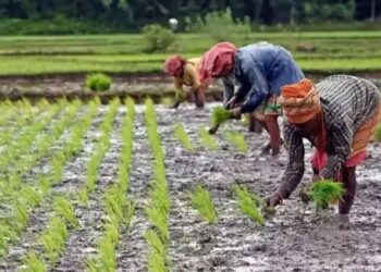 हरियाणा सरकार का तोहफा! अब 31 जुलाई तक करें बागवानी फसलों का बीमा, सिर्फ 750 रुपये में मिलेगा 30 हजार तक का कवरेज