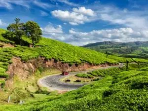 रूस, ईरान, इराक और यूएई से मांग बढ़ने से भारतीय चाय की कीमतों में 18% की बढ़ोतरी