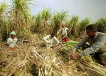UP: इस शहर में गन्ना किसानों को मिलेगा बोनस, चीनी मीलों का बड़ा ऐलान