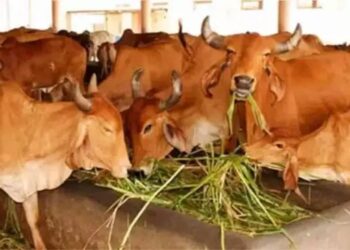 क्या है यूपी सरकार की ‘नंदिनी कृषक समृद्धि योजना’ जिसपर मिल रही 31 लाख की सब्सिडी