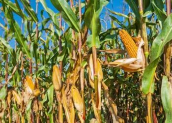 UP में पहली बार शुरु हुई MSP पर मक्का की खरीद, किसानों को मिलेगा 2225 रुपये प्रति क्विंटल का भाव