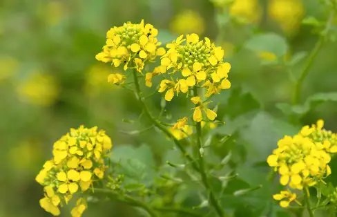 सरसों के किसानों का बड़ा ऐलान, व्यापारियों के लिए 6000 रुपये क्विंटल से कम नहीं होगा दाम!