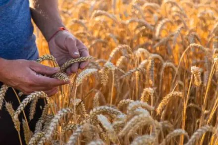 गेहूं के दामों पर पड़ेगा असर?, सरकार ने लिया ये अहम फैसला!