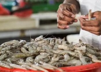 अमेरिका के 50% टैरिफ से भारतीय झींगा निर्यात संकट में: व्यापारियों ने सरकार से मदद की गुहार