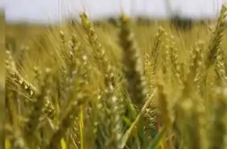 सरसों की खेती के लिए बढ़िया मौसम, गेहूं हो सकता है प्रभावित, जानें डिटेल!