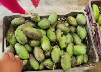 सहारनपुर में आम की किस्मत बदलने आई नई मशीन, काले धब्बों से छुटकारा और किसानों को दोगुनी कमाई