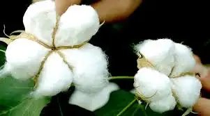 टीएसवी वायरस के खतरे के बीच भारत में कपास की उत्पादकता में गिरावट: सरकार ने कोयंबटूर में तत्काल बैठक बुलाई