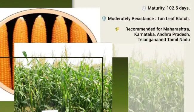 सर्दियों के लिए ICAR ने इजात की मक्का की नई किस्म, 103 दिन में मिलेगा बेहतरीन मुनाफा