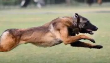 J&K : आतंकियों से मुठभेड़ में आर्मी डॉग को लगी गोली, मौत!