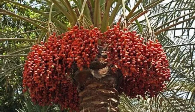 ये फसल देगी 5 लाख की कमाई, खेती के लिए सरकार दे रही पैसा…अभी करें आवेदन