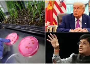 भारत द्वारा जीएम फसलों की मांग ठुकराए जाने से भारत-अमेरिका व्यापार वार्ता में तेजी