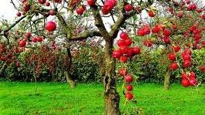 राष्ट्रीय बागवानी मिशन से बागवानी फसलों को मिली नई उड़ान, 15.66 लाख हेक्टेयर में हुआ विस्तार