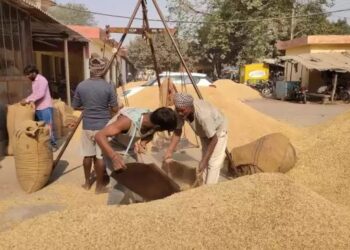 धान की पौध तैयार करते समय इन बातों को रखें ध्यान, होगा बंपर मुनाफा