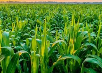 फसल नुकसान की भरपाई करेगी सरकार, जाने कौनसी योजना है और कितना मिलेगा लाभ?