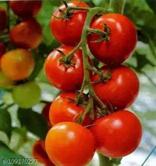 सोमानी कनक सीड्ज़ प्राइवेट लिमिटेड ने IARI के साथ MoA में प्रवेश किया