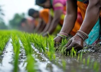 फसल बीमा में बैंकिंग धोखाधड़ी – किसानों की कमाई पर कौन डाल रहा डाका