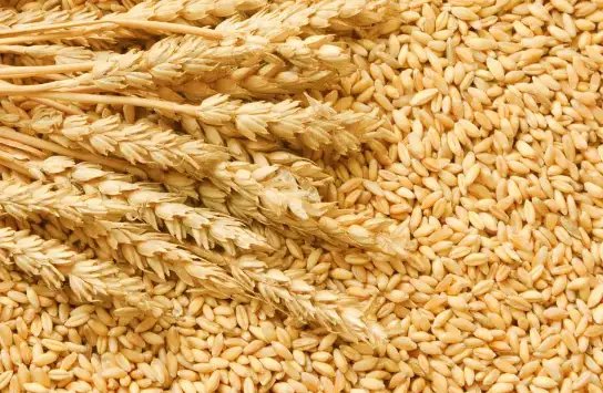 MSP पार कर गईं गेहूं की कीमतें, जानें क्या हैं मंडियों के भाव?