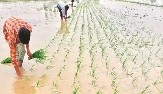 बिगड़ते मौसम का किसानों की फसलों पर नहीं होगा असर, मौसम विभाग ने जारी की एडवाइजरी