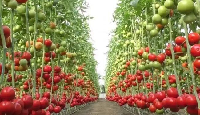 मार्केट में आई टमाटर की ये बेहतरीन दो किस्में, मई- जून में फसल नहीं होगी खराब