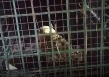 खेत में काम कर रहे किसान पर तेंदुए ने किया हमला, वन विभाग ने पकड़ा