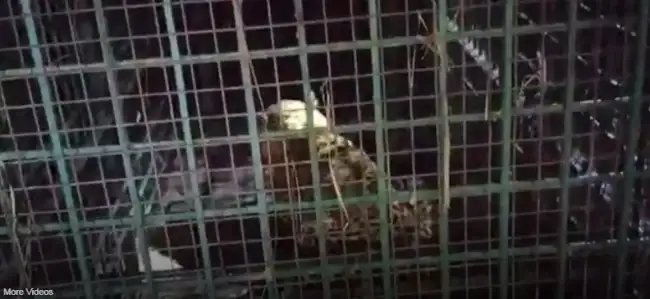 खेत में काम कर रहे किसान पर तेंदुए ने किया हमला, वन विभाग ने पकड़ा