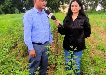 इन तकनीकों से बढ़ाएं अरहर की खेती की औसत उत्पादकता: डॉ. राज सिंह