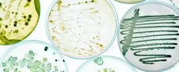 भारत सरकार ने उर्वरक नियमों का विस्तार कर नए बायोस्टिमुलेंट और माइक्रोबियल फॉर्मूलेशन को शामिल किया