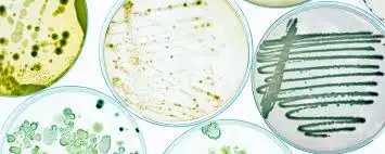 भारत सरकार ने उर्वरक नियमों का विस्तार कर नए बायोस्टिमुलेंट और माइक्रोबियल फॉर्मूलेशन को शामिल किया