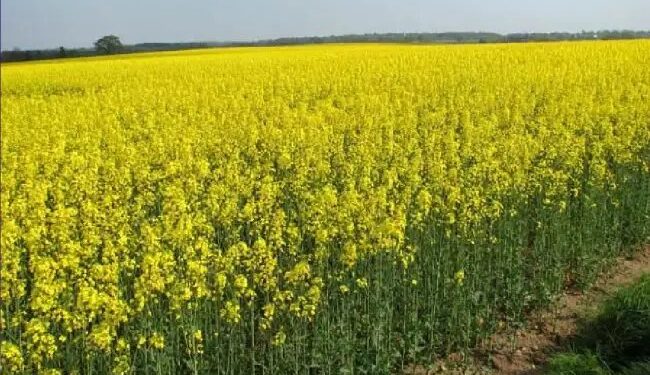 तिलहन और खाद्य तेल के उत्पादन को बढ़ाने के लिए उठाए गए आवश्यक कदम