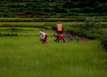 प्रधानमंत्री फसल बीमा योजना के तहत किसानों की संख्या में रिकॉर्ड बढ़ोतरी