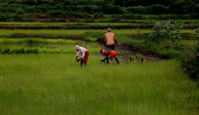 प्रधानमंत्री फसल बीमा योजना के तहत किसानों की संख्या में रिकॉर्ड बढ़ोतरी