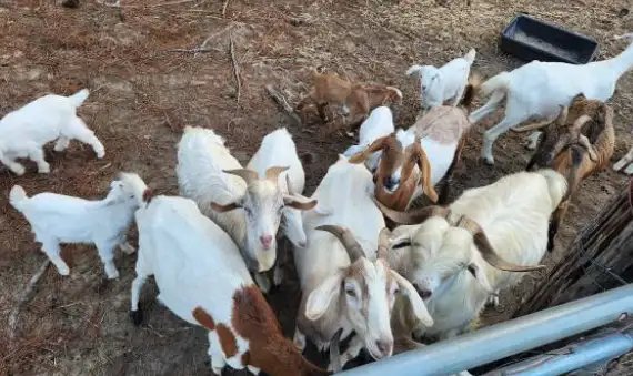 100 बकरियों के लिए कितना होता है खर्च, जानें कितनी जमीन में होगा पालन?