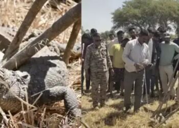 गेहूं कटाई के दौरान खेत में निकला मगरमच्छ, वन विभाग ने किया रेस्क्यू!