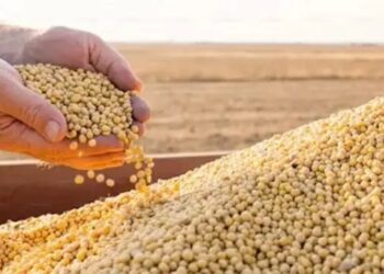 सोयाबीन के खाद्य उपयोग और कीटनाशक प्रबंधन पर इंदौर में हुआ प्रशिक्षण कार्यक्रम, 70+ एफपीओ ने लिया भाग