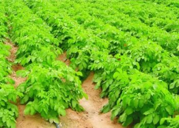 जानिए क्या हाईटेक बीज उत्पादन प्रणाली, जिसका आलू उद्योग में है अहम योगदान