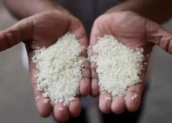 भारत विश्व का सबसे बड़ा चावल उत्पादक बनेगा