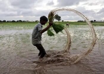 एमएसपी खरीद से केवल 17% धान किसानों को फायदा: सीएसीपी